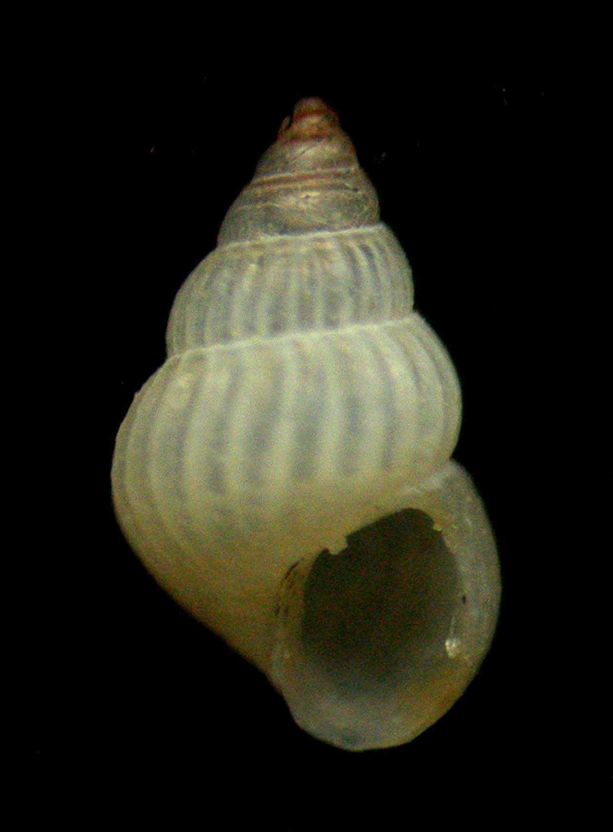 Pusillina inconspicua